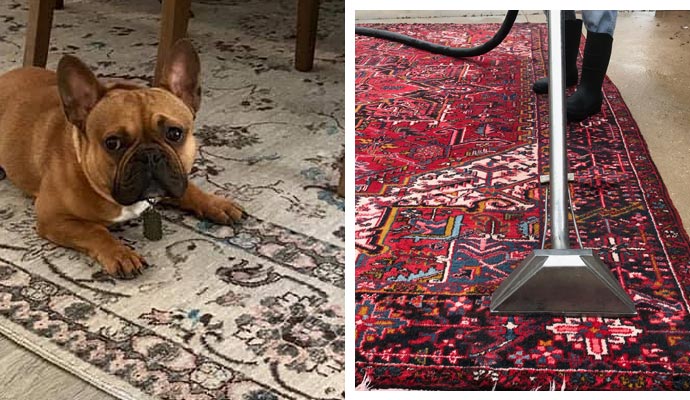 Cute pet on the rug and rug cleaning image beside it