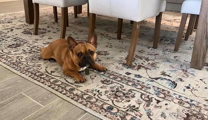 A beautiful dog sat on the rug