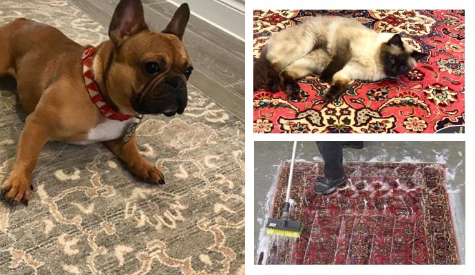 Cute pets on the rug and worker cleaning rug